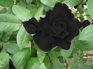 ▷ Rosa negra de Halfeti: una exótica y hermosa flor turca
