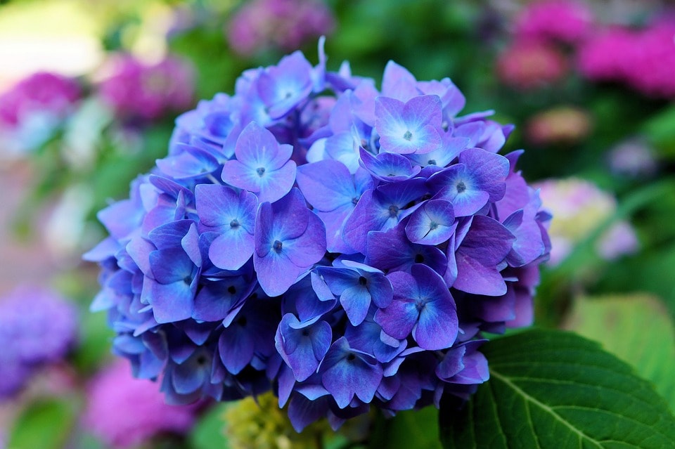 Hydrangeas Characteristics Care And Meaning All About Hydrangeas