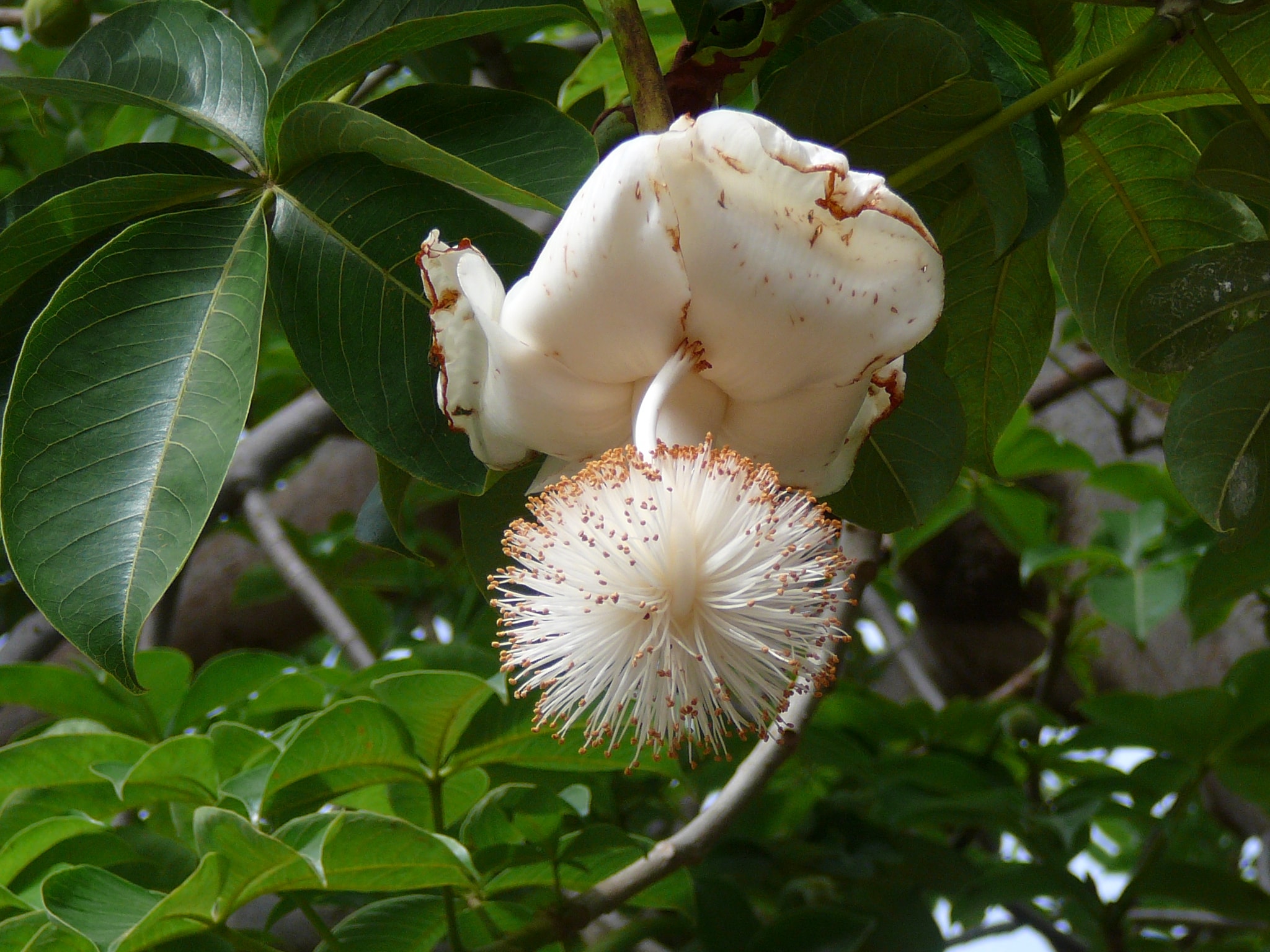 La Flor Del Baobab: El Majestuoso árbol Nacional De Madagascar