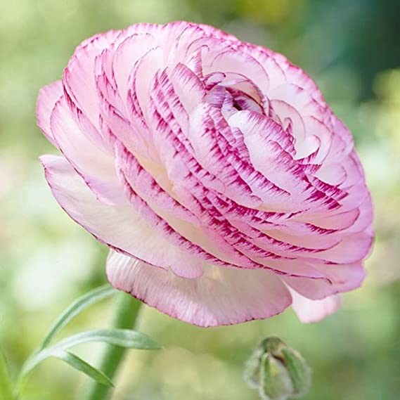 secundario lector 鍔 Bulbos de Picotee Ranunculus - Flores del corazón