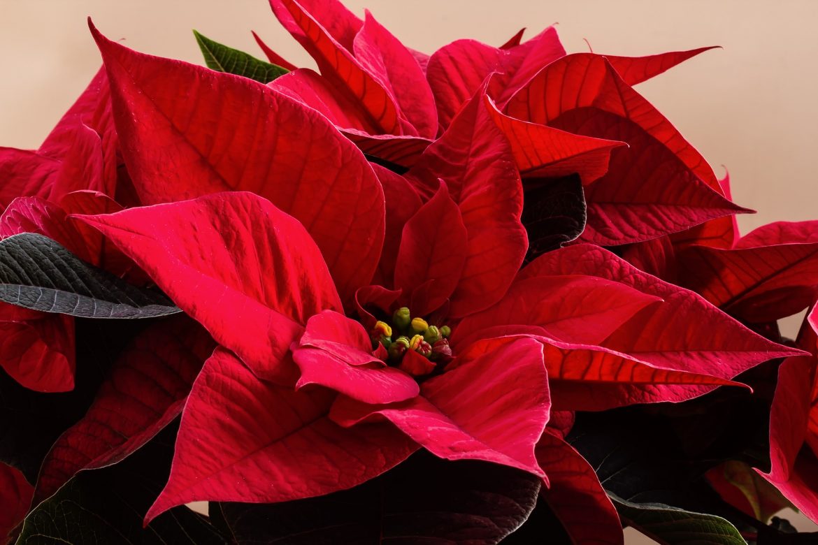 Legend of the poinsettia